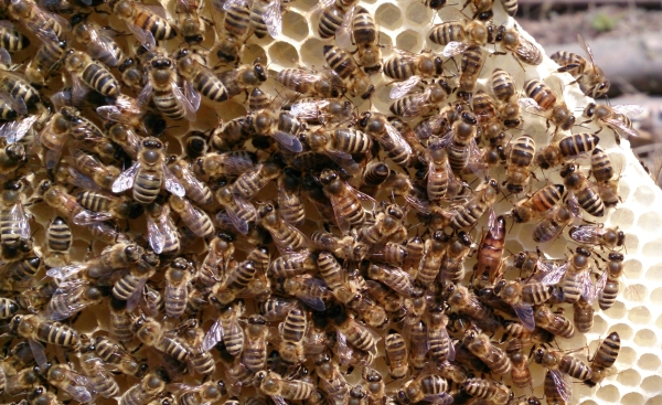 Bienenwabe-600px